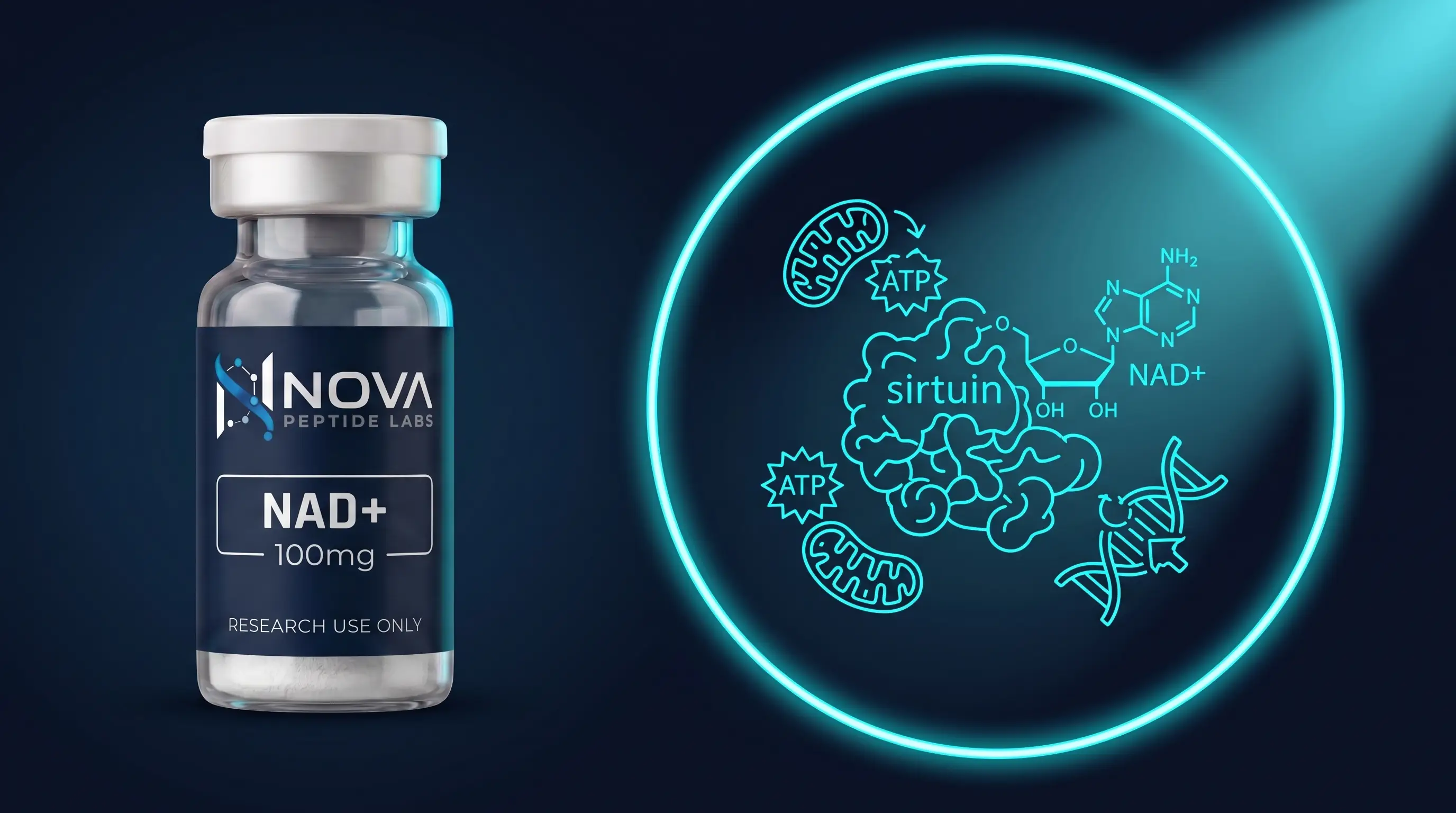 NAD+ : coenzyme central du métabolisme et des sirtuines