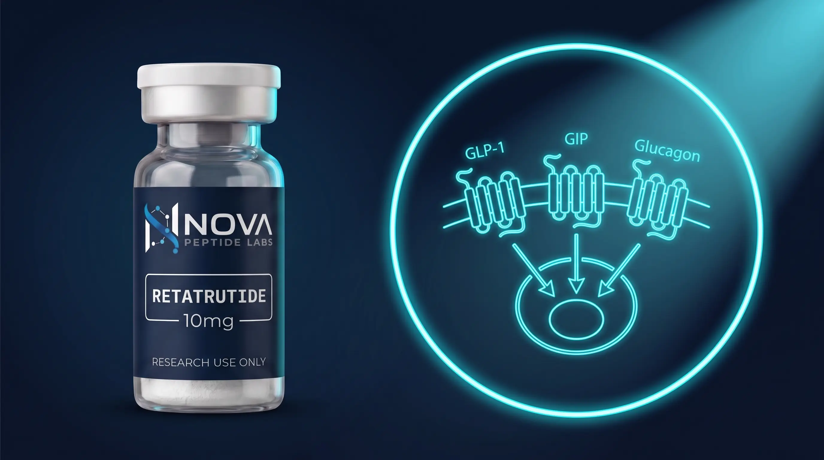 Retatrutide : le triple agoniste GLP-1 / GIP / glucagon