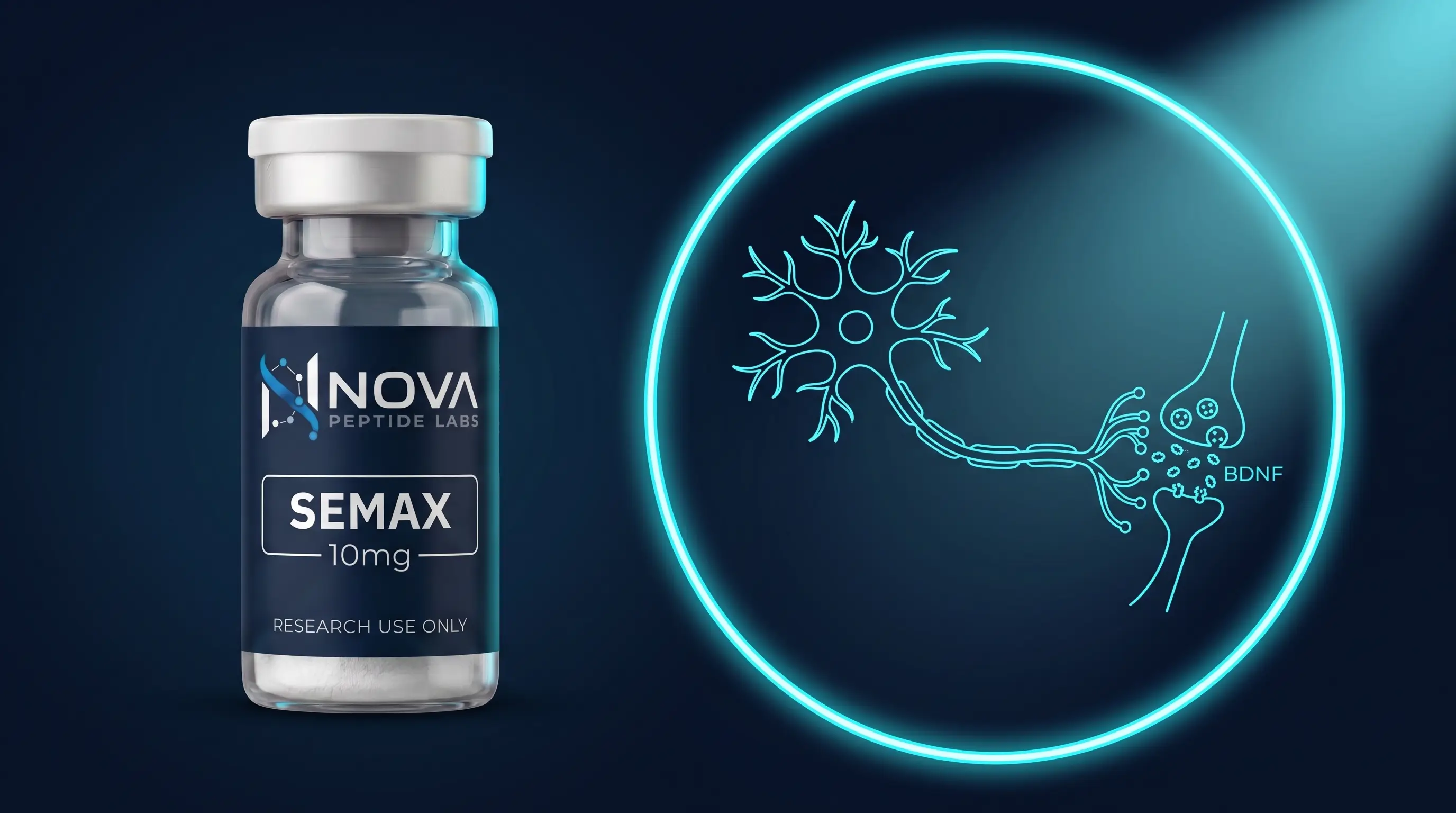 Semax : peptide nootropique et modulation du BDNF